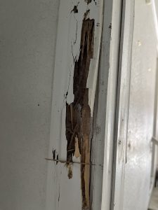 Large portion of a door frame eaten from inside out by termites