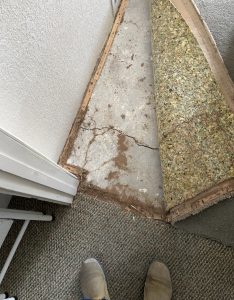 Termite tubes coming up from a crack in the foundation underneath carpeting