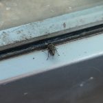 House fly on a glass door