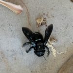 Close-up of a Carpenter Bee on concrete