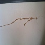 Termite tubes on an interior wall