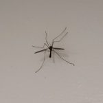 Crane Fly sitting on a white wall