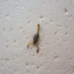 A picture of a scorpion on concrete in a defensive posture