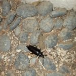 A palo verde beetle crawls on top of large pebbles