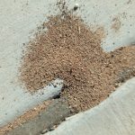 Fire ants scurrying in and out of a mound in the seam of a sidewalk is shown